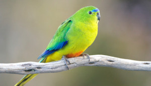 Neoféma oranžovobřichá