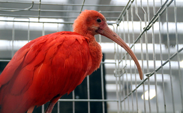 Nejen papoušci a drobní exoté byli k mání na burze - na prodej byl i pár ibisů rudých (Foto: Jan Potůček, Ararauna.cz)