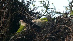 Hnízdící mníšci šedí v nizozemském Apledoornu