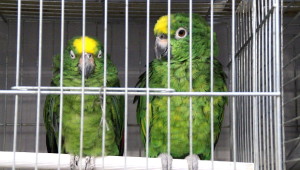 Amazoňan žlutohlavý