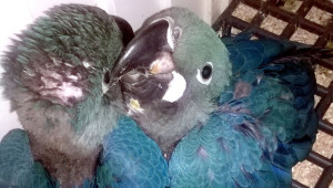 Ara kobaltový zabavený v Portugalsku