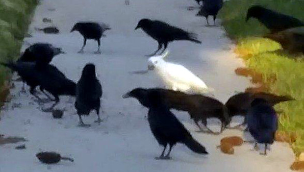 Uprchlý kakadu v kalifornském Carlsbadu našel nový domov mezi vránami