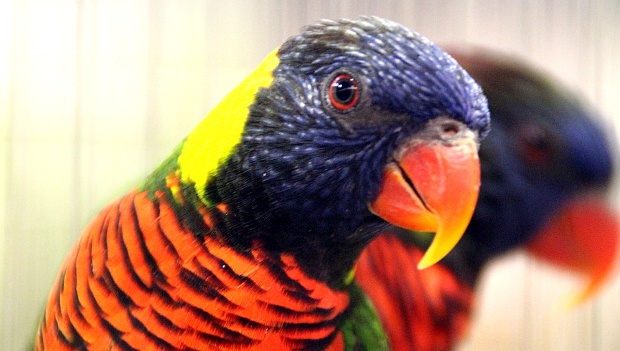 Znáte všechny poddruhy loriho mnohobarvého? Některé se v zajetí téměř nechovají