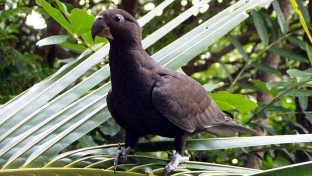 Papoušci se naučili používat oblázky, aby jimi nadrtili z mušlí minerální prášek
