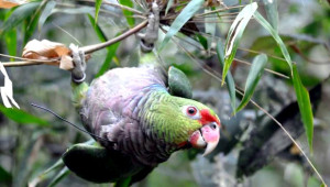 Amazoňan vínorudý v národním parku