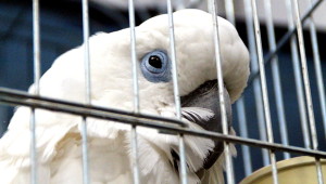 Kakadu brýlový