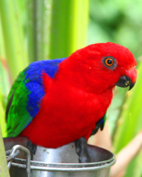 Papoušek amboinský