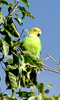 Papoušek žlutohlavý