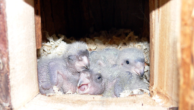Papouščí zoo v Bošovicích hlásí první letošní odchov, vylíhla se mláďata papoušků senegalských