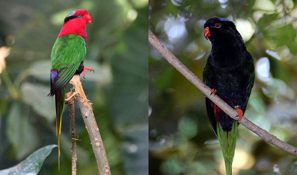Charmozin papuánský: vlevo červená, vpravo melanistická forma (Foto: Lubomír Tomiška) 