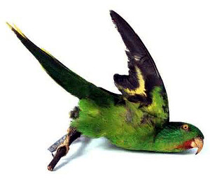 Charmozin červenohrdlý