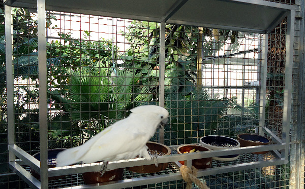 Kakadu bílý na novém krmném pultu ve vnitřní voliéře v Botanické zahradě na pražském Albertově (Foto: společnost Laguna)