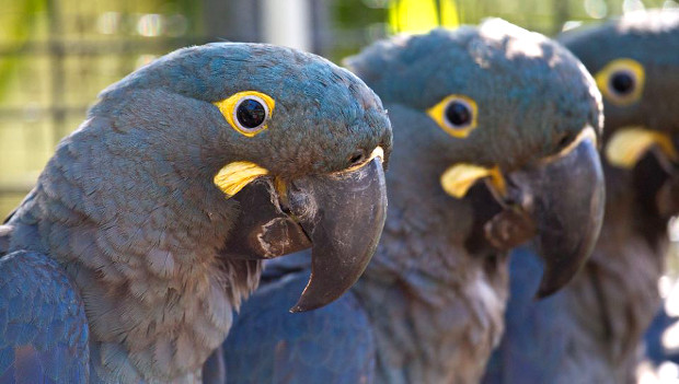 Loro Parque poslal devět arů kobaltových do Brazílie, výměnou získá nepříbuzné ptáky