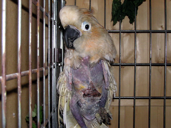 Kakadu molucký "Honzík" při příjmu na veterinární kliniku (Foto: archiv společnosti Laguna)