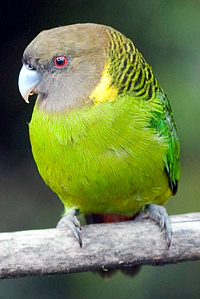 Papoušek Brehmův
