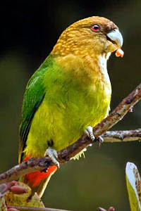 Papoušek perličkový