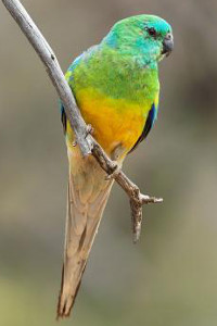 Papoušek zpěvavý atlas