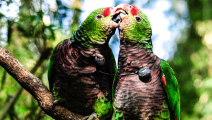 Amazoňan vínorudý v brazilském národním parku