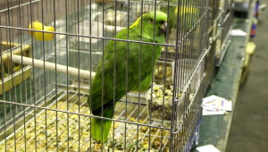 Amazoňan žlutokrký