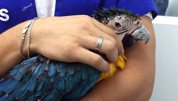 Veterináři nahradili papouškovi zdeformovanou horní čelist zobáku titanovou 3D protézou