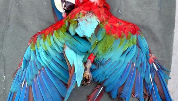 Stěhování divokých arů do brazilských měst si vybírá krutou daň: hynou pod dráty vysokého napětí