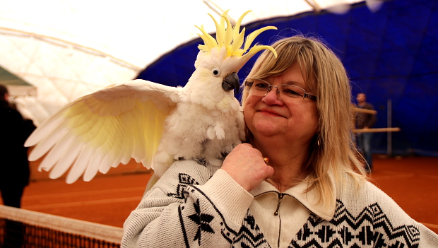 Krytá hala v Praze Na Cibulce zavedla tradici skupinového volného létání papoušků