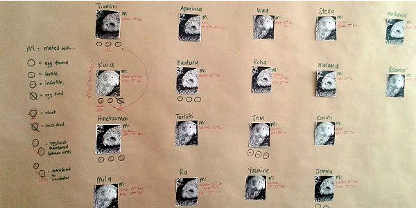 Nástěnka s informacemi, jak se jednotliví kakapové na ostrově Anchor páří mezi sebou (Foto: The Kakapo Recovery Team)