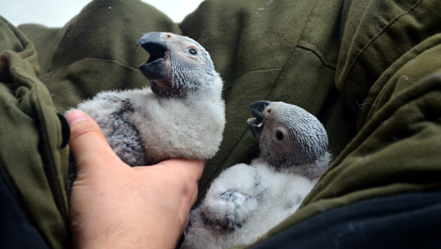 Brněnská zoo poprvé odchovala žaky od zabaveného páru odchyceného v přírodě. Pod rodiči!