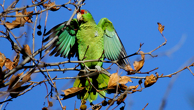 Dilema amerických úřadů: je amazoňan zelenolící invazní druh, nebo se přirozeně rozšířil z Mexika?