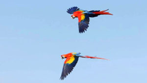 Ara arakanga volný let