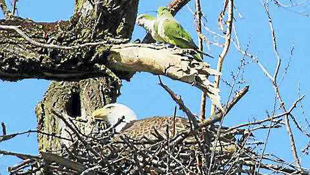 Unikátní hnízdění: papoušci mníšci šedí se dělí o strom s orly bělohlavými