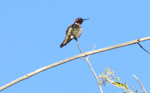 V Irvine Parku jsme narazili i na tohoto kolibříka (Foto: Antonín Donát)