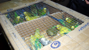 Andulky dovezené do Běloruska