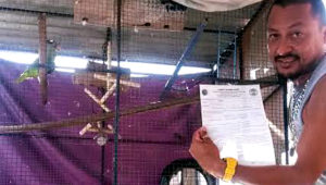 Belize registruje papoušky