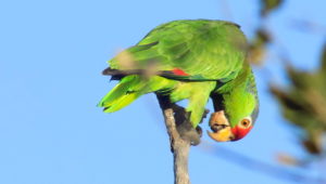 Amazoňan v Irvine Parku