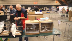 Ptačí burza Zwolle