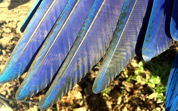 Černající konce letek u ary ararauny (Foto: Jaromír Slavík)