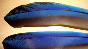 Černání peří u ary