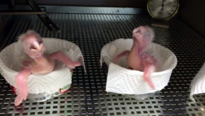 Mláďata arů škraboškových v německém ACTP