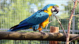 Ara ararauna ve voliéře