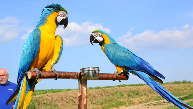 Vyznavači volného létání papoušků se podruhé sešli v Hlučíně na Opavsku
