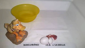 Líhnutí mláděte v inkubátoru