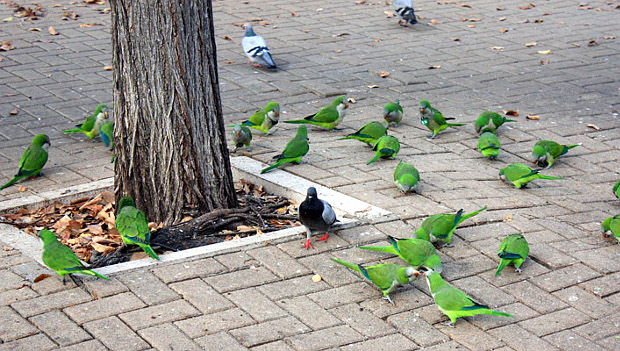 Invazní mníšci šedí ve Španělsku začínají opouštět města. Lákají je ovocné sady