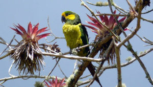 Papoušek žlutouchý v přírodě