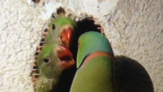 Německo pobouřil případ člověka, který zazdil hnízdo s mláďaty alexandrů pod novou fasádu