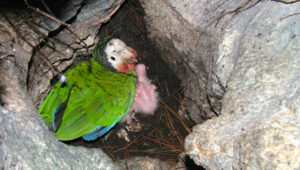 Amazoňan kubánský bahamský v hnízdě