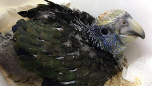 Amazoňan ohnivý v ACTP