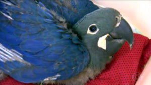 Ara kobaltový v Zoo Sao Paulu