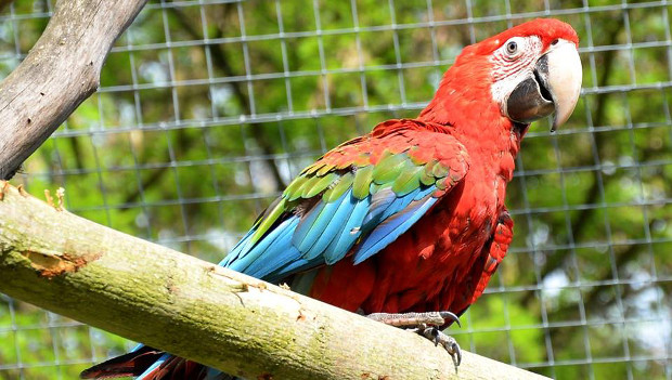 Ze Zoo Ústí nad Labem ulétl ara zelenokřídlý, zahrada žádá veřejnost o pomoc