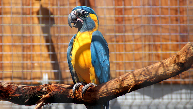 Papouščí zoo Bošovice oslavila páté výročí svého vzniku. Nadělila si ary kanindy